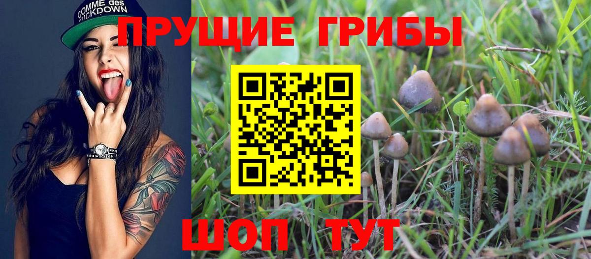 Кандалакша  Псилоцибиновые грибы MAGIC MUSHROOMS  купить закладку  Псилоцибиновые грибы GOLDEN TEACHER  Вход с VPN 